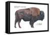 American Bison (Bison Bison), Plains Buffalo, Mammals-Encyclopaedia Britannica-Framed Stretched Canvas