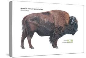 American Bison (Bison Bison), Plains Buffalo, Mammals-Encyclopaedia Britannica-Stretched Canvas