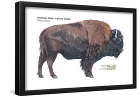 American Bison (Bison Bison), Plains Buffalo, Mammals-Encyclopaedia Britannica-Framed Poster