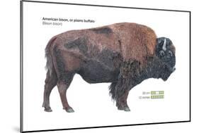 American Bison (Bison Bison), Plains Buffalo, Mammals-Encyclopaedia Britannica-Mounted Poster