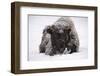 American Bison, Bison Bison, Young Animal in Winter-Andreas Keil-Framed Photographic Print