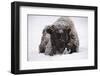 American Bison, Bison Bison, Young Animal in Winter-Andreas Keil-Framed Photographic Print