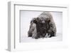 American Bison, Bison Bison, Young Animal in Winter-Andreas Keil-Framed Photographic Print