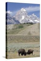 American Bison (Bison Bison)-Richard Maschmeyer-Stretched Canvas