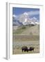 American Bison (Bison Bison)-Richard Maschmeyer-Framed Photographic Print