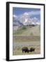 American Bison (Bison Bison)-Richard Maschmeyer-Framed Photographic Print