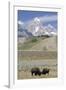 American Bison (Bison Bison)-Richard Maschmeyer-Framed Photographic Print