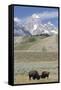 American Bison (Bison Bison)-Richard Maschmeyer-Framed Stretched Canvas