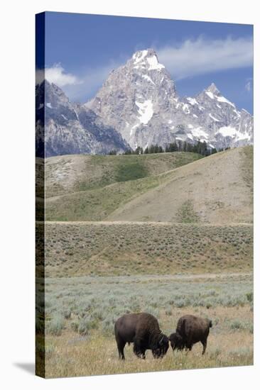 American Bison (Bison Bison)-Richard Maschmeyer-Stretched Canvas