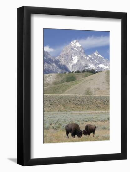 American Bison (Bison Bison)-Richard Maschmeyer-Framed Photographic Print