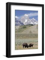 American Bison (Bison Bison)-Richard Maschmeyer-Framed Photographic Print