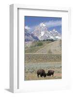 American Bison (Bison Bison)-Richard Maschmeyer-Framed Photographic Print