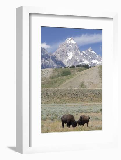 American Bison (Bison Bison)-Richard Maschmeyer-Framed Photographic Print