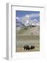 American Bison (Bison Bison)-Richard Maschmeyer-Framed Photographic Print