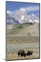 American Bison (Bison Bison)-Richard Maschmeyer-Mounted Photographic Print