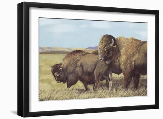 American Bison (Bison Bison)-null-Framed Giclee Print