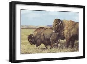 American Bison (Bison Bison)-null-Framed Giclee Print