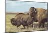 American Bison (Bison Bison)-null-Mounted Giclee Print