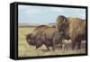 American Bison (Bison Bison)-null-Framed Stretched Canvas