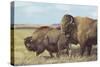 American Bison (Bison Bison)-null-Stretched Canvas