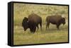 American Bison, Buffalo Male (Large) and Female-null-Framed Stretched Canvas