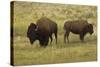 American Bison, Buffalo Male (Large) and Female-null-Stretched Canvas