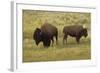 American Bison, Buffalo Male (Large) and Female-null-Framed Photographic Print