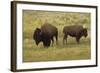 American Bison, Buffalo Male (Large) and Female-null-Framed Photographic Print