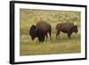 American Bison, Buffalo Male (Large) and Female-null-Framed Photographic Print