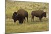 American Bison, Buffalo Male (Large) and Female-null-Mounted Photographic Print