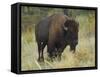 American Bison Buffalo, National Bison Range, Montana, USA-Charles Crust-Framed Stretched Canvas