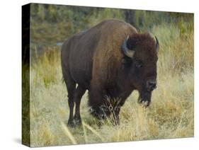 American Bison Buffalo, National Bison Range, Montana, USA-Charles Crust-Stretched Canvas