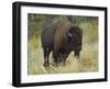 American Bison Buffalo, National Bison Range, Montana, USA-Charles Crust-Framed Photographic Print