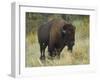 American Bison Buffalo, National Bison Range, Montana, USA-Charles Crust-Framed Photographic Print