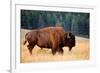 American Bison Buffalo Side Profile Early Morning in Montana at National Bison Refuge-Steve Boice-Framed Photographic Print