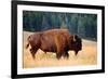 American Bison Buffalo Side Profile Early Morning in Montana at National Bison Refuge-Steve Boice-Framed Photographic Print