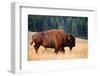 American Bison Buffalo Side Profile Early Morning in Montana at National Bison Refuge-Steve Boice-Framed Photographic Print