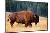 American Bison Buffalo Side Profile Early Morning in Montana at National Bison Refuge-Steve Boice-Mounted Photographic Print