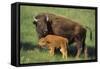 American Bison Cow and Calf-null-Framed Stretched Canvas