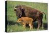 American Bison Cow and Calf-null-Stretched Canvas