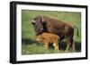 American Bison Cow and Calf-null-Framed Photographic Print