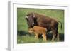 American Bison Cow and Calf-null-Framed Photographic Print