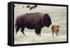 American Bison Cow with Calf-Hal Beral-Framed Stretched Canvas