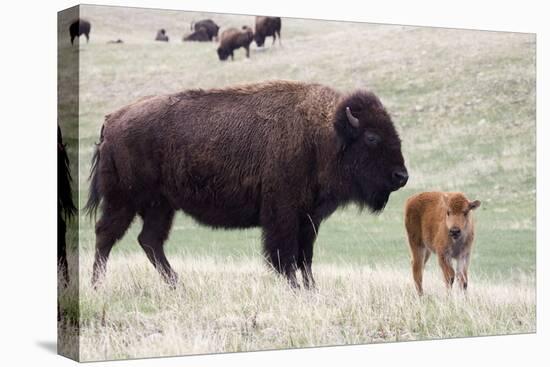 American Bison Cow with Calf-Hal Beral-Stretched Canvas