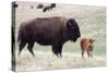 American Bison Cow with Calf-Hal Beral-Stretched Canvas