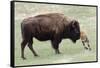 American Bison Cow with Calf-Hal Beral-Framed Stretched Canvas