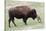 American Bison Cow with Calf-Hal Beral-Stretched Canvas