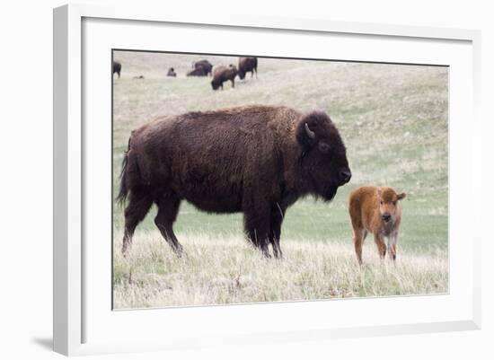 American Bison Cow with Calf-Hal Beral-Framed Photographic Print