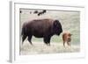 American Bison Cow with Calf-Hal Beral-Framed Photographic Print