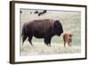 American Bison Cow with Calf-Hal Beral-Framed Photographic Print